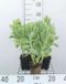 Groendecor Tuinarchitectuur 6x Sedum spect. 'Stardust'