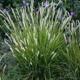 Arborix 6 x Sesleria nitida - Blauwgras - pot 9 x 9 cm