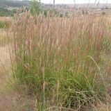 Andropogon Gerardii - Baardgras - pot 9 x 9 cm - Magnifique herbe de prairie pour jardin et arrangements floraux