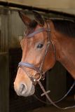 Harry's Horse Hoofdstel Harry's Horse Havanna Navy Bruin