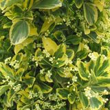 Arborix Euonymus Japonicus 'Aureus' (= 'Luna') - Japanse Kardinaalsmuts 40-50 cm pot