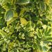 Arborix Euonymus Japonicus 'Aureus' (= 'Luna') - Japanse Kardinaalsmuts 40-50 cm pot