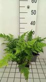 Groendecor Tuinarchitectuur 6x Fougère mâle - Dryopteris dilatata ( austriaca) | pot de 9x9 cm
