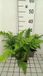 Groendecor Tuinarchitectuur 6x Fougère mâle - Dryopteris dilatata ( austriaca) | pot de 9x9 cm