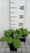 GRDplanten Groendecor Tuinarchitectuur 6x Sleutelbloem - Primula veris | 9x9 cm pot