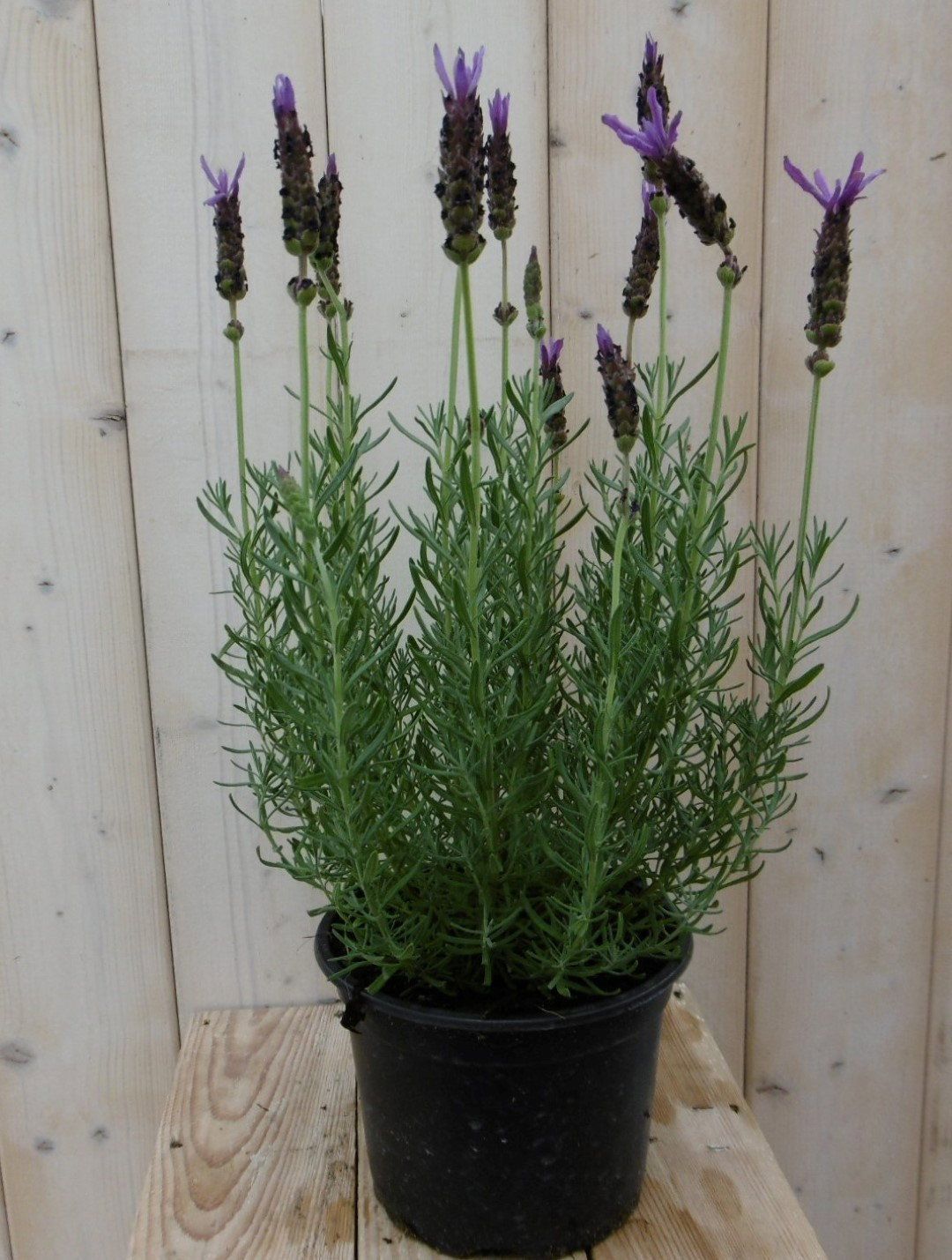 Warentuin natuurlijk Warentuin Lavendel kuiflavendel Lavandula Stoechas blauw GROOT