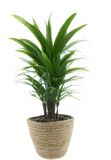 Van der Leeden Plantenmand - rotan - maisblad - D18 x H15 cm - ronde plantenpot - bloemen mand - handgevlochten