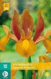Jub IRIS HOLLANDICA 10 AUTUMN PRINCESS 7/8 BLOEMBOLLEN