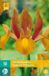 Jub IRIS HOLLANDICA 10 AUTUMN PRINCESS 7/8 BLOEMBOLLEN
