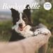 Magnet & Steel Border Collie Kalender 2025 Deluxe Wandkalender