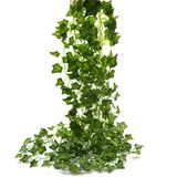 Beebel Klimop slinger 12 strengen kunstmatige klimop bladeren groen bladeren opknoping wijnstokken plant bladeren slinger huis tuin gif klimop kostuum