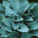 Arborix 6 x Hosta 'Halcyon'- Hartlelie pot 9x9cm