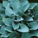 Arborix 6 x Hosta 'Halcyon'- Hartlelie pot 9x9cm
