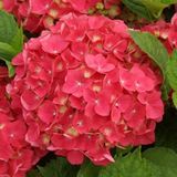 Arborix Bol Hydrangea Macrophylla 'Leuchtfeuer' - Hortensia 25-30 cm in pot