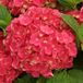 Arborix Bol Hydrangea Macrophylla 'Leuchtfeuer' - Hortensia 25-30 cm in pot