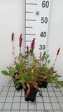 GRDplanten Groendecor Tuinarchitectuur 6x Duizenknoop - Persicaria aff. 'Donald Lowndes' | 9x9 cm pot