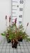 GRDplanten Groendecor Tuinarchitectuur 6x Duizenknoop - Persicaria aff. 'Donald Lowndes' | 9x9 cm pot