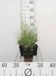 GRDplanten Groendecor Tuinarchitectuur 6x Lavandel - Lavandula int. 'Grosso' | 9x9 cm pot