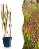 Green boutiQ - Japans bloedgras - Imperata cylindrica Red Baron - 24 planten