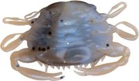 Berkley Gulp! Kunstaas krab Molting - 5 stuks - Blauw/Beige