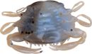 Berkley Gulp! Kunstaas krab Molting - 5 stuks - Blauw/Beige