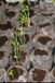 Libri GmbH Le Manuel de la Permaculture : Étapes Simples pour Concevoir Votre Oasis de Jardin Durable Broché
