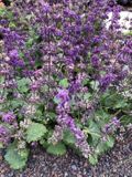 Groendecor Tuinarchitectuur 6x Sauge verticillée - Salvia Verticillata 'Purple Rain' | pot de 9x9 cm