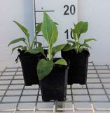 GRDplanten Groendecor Tuinarchitectuur 6x Zonnehoed - Echinacea purp. 'White Swan' | 9x9 cm pot