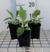 GRDplanten Groendecor Tuinarchitectuur 6x Zonnehoed - Echinacea purp. 'White Swan' | 9x9 cm pot