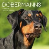 Dobermans Gifted Stationery Co. Ltd Dobermans - Dobermann 2027 - 16-Monatskalender