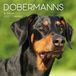 Dobermans Gifted Stationery Co. Ltd Dobermans - Dobermann 2027 - 16-Monatskalender