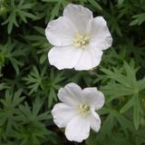 Arborix Geranium 6 x Geranium Sanguineum 'Album' - Bloedooievaarsbek pot 9x9cm, witbloeiend en langbloeiend
