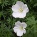 Arborix Geranium 6 x Geranium Sanguineum 'Album' - Bloedooievaarsbek pot 9x9cm, witbloeiend en langbloeiend