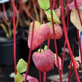 Arborix Cornus Alba 'Sibirica' - Kornoelje; Witte kornoelje 60-80 cm pot