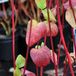 Arborix Cornus Alba 'Sibirica' - Kornoelje; Witte kornoelje 60-80 cm pot