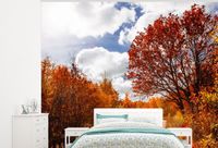 Nr1Wallpaper Fotobehang Boom - Pad - Herfst - 300x240 cm - Vliesbehang