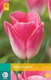 Jub Tulipa Dynasty bloembollen 10 bollen Tulp JUB
