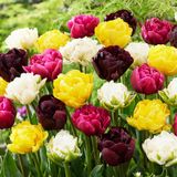 Merkloos / Sans marque Dutch Bulbs B.V. Tulpen Bloembollen Winterhard - Voorjaars Mix - 25 stuks - Meerkleurig