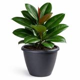 Mega Collections Plantenpot / bloempot Essence Lima - kunststof - antraciet - binnen/buiten - D50 x H40 cm