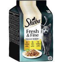 Sheba Fresh & Fine Kalkoen, Kip & Gevogelte Multipack Natvoer voor Volwassen Katten in Gelei, 36x50g