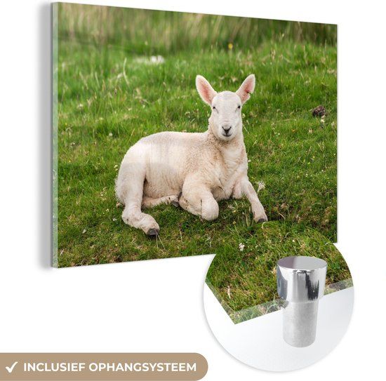 MuchoWow® Glass Painting 30x20 cm - Acrylic Glass Painting - Sheep - Animals - Lamb - Photo on Glass - Paintings