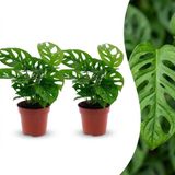 Green boutiQ - Monstera Adansonii - Rhaphidophora Tetrasperma - 2 Planten - Pot 12cm - Hoogte - 25cm