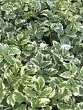 GRDplanten Bont zevenblad - Aegopodium podagraria 'Variegatum' | 9x9 cm pot