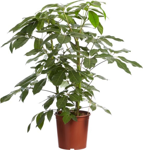 Goed &amp; Groen - Schefflera Amate - Vingersboom - ↨ 100cm - Potmaat 30 - Exclusieve Kwaliteit Planten - Kamer Plant - Kamerplanten - Sfeer - Interieur