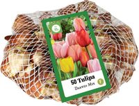 Jub Holland Tulpen Darwin Hybride mix 11/12 - 50 stuks