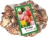 Jub Holland Tulpen Darwin Hybride mix 11/12 - 50 stuks