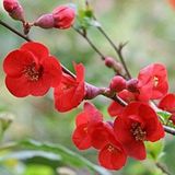 Arborix Chaenomeles Chaenomeles Superba 'Fire Dance' - Dwergkwee - 30-40 cm pot