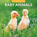 Red Robin Baby Animals Calendrier 2027