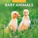 Red Robin Baby Animals Calendrier 2027