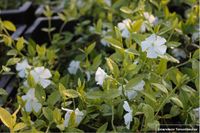 GRDplanten Groendecor Tuinarchitectuur 12x Witte Maagdenpalm - Vinca Minor 'Alba' | 9x9 cm pot